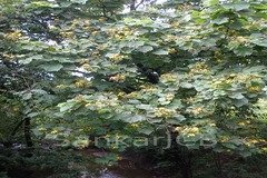 Erinocarpus nimmonii